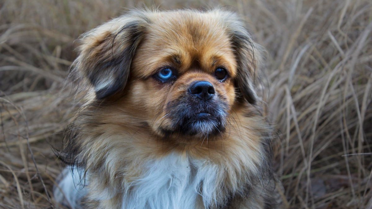Тибетский спаниель - описание породы собак: характер, особенности  поведения, размер, отзывы и фото - Питомцы Mail.ru
