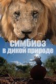 Постер шоу «Симбиоз в дикой природе»