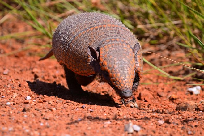 armadillo