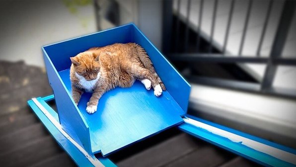 Блогер построил лифт для своего пожилого кота. И это милота!
