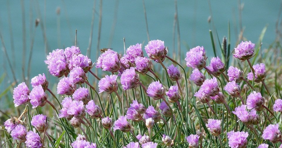 Красивые низкорослые цветы для клумбы: 24 вида, которые будут цвести все лето (121 фото)