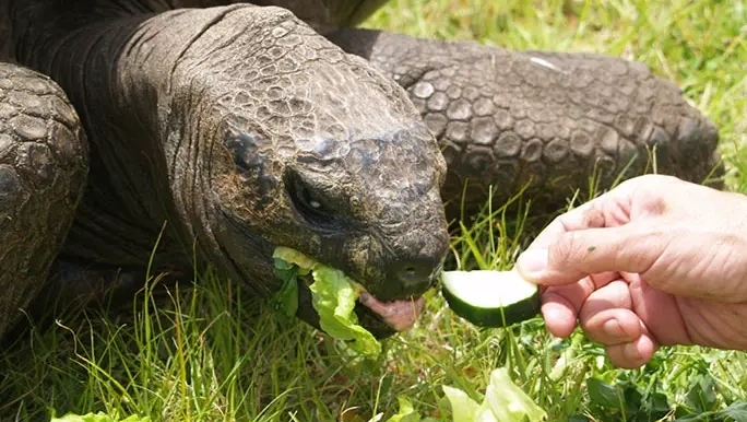 Черепаху кормят фруктами и овощами.