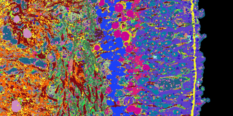 Деталь поперечного сечения органоида сетчатки. Различные тканевые структуры отображаются разными цветами. Фото: Wahle et al. Nature Biotechnology 2023