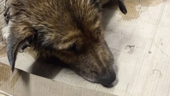 Под Можайском спасли и отогрели собаку, провалившуюся под лед в пруд
