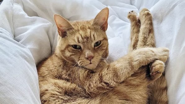 Время батониться: 15 рыжих котиков, которые дождались выходных