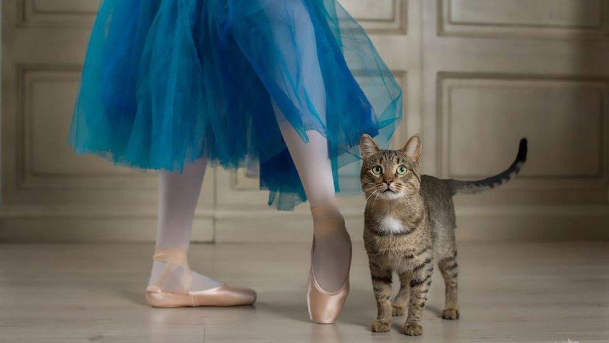 Ballet cat. Кошка балерина. Кот балет. Изящество кошки. Кот в балетном платье.