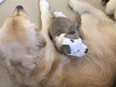 Pets.mail.ru Pets.mail.ru