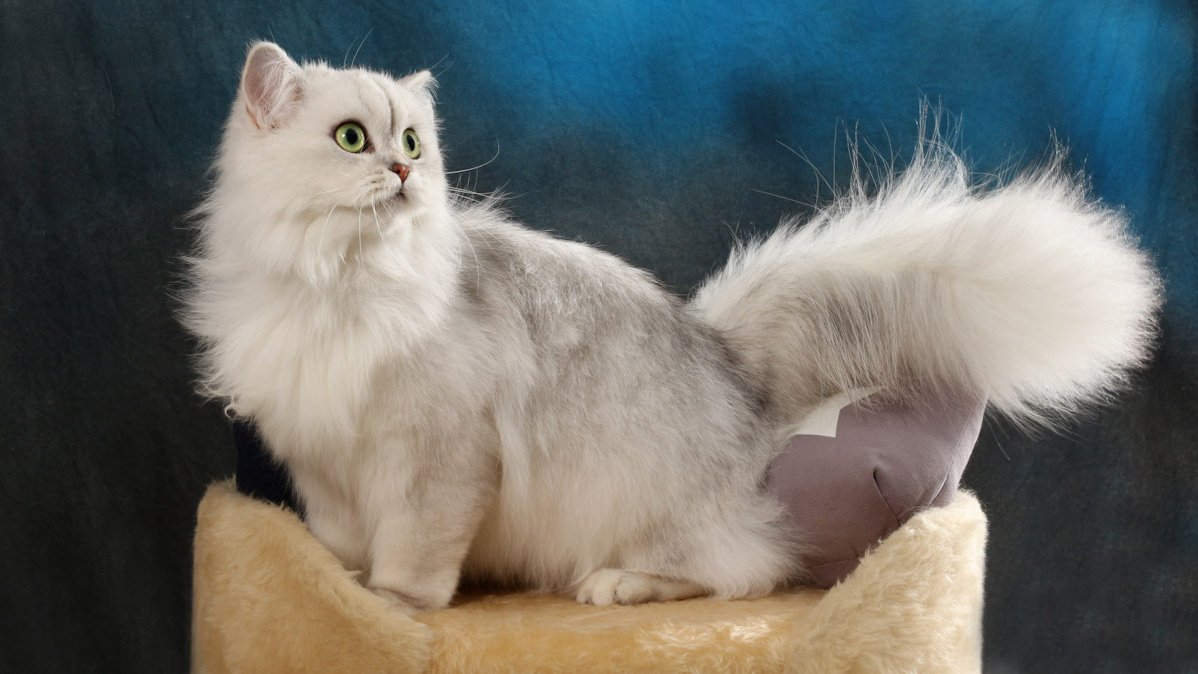 Хайленд страйт - описание породы кошек: характер, особенности поведения,  размер, отзывы и фото - Питомцы Mail.ru