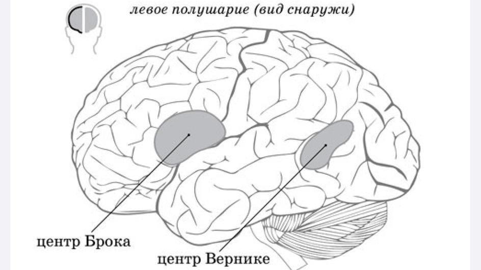 Зона Брока и зона Вернике Зона Брока и зона Вернике