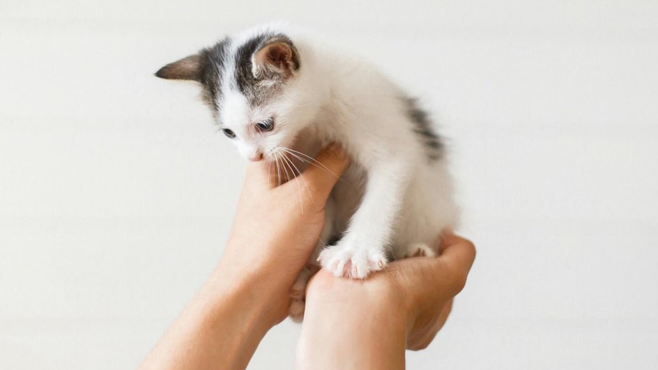 Котенок на поднятых руках хозяйки, которого она купила по объявлению в соцсетях за низкую цену при высоком риске обмана и отсутсвии ветпаспорта у животного