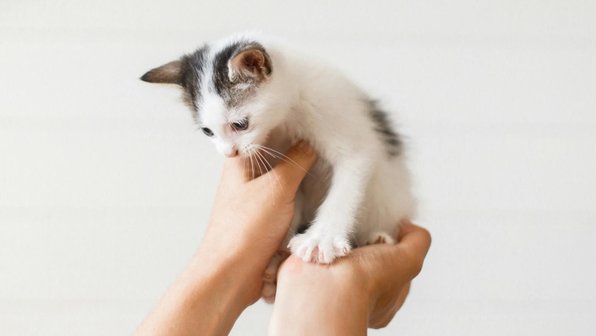 Где купить котенка: как выбрать и на что обратить внимание