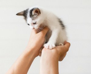 Котенок на руках