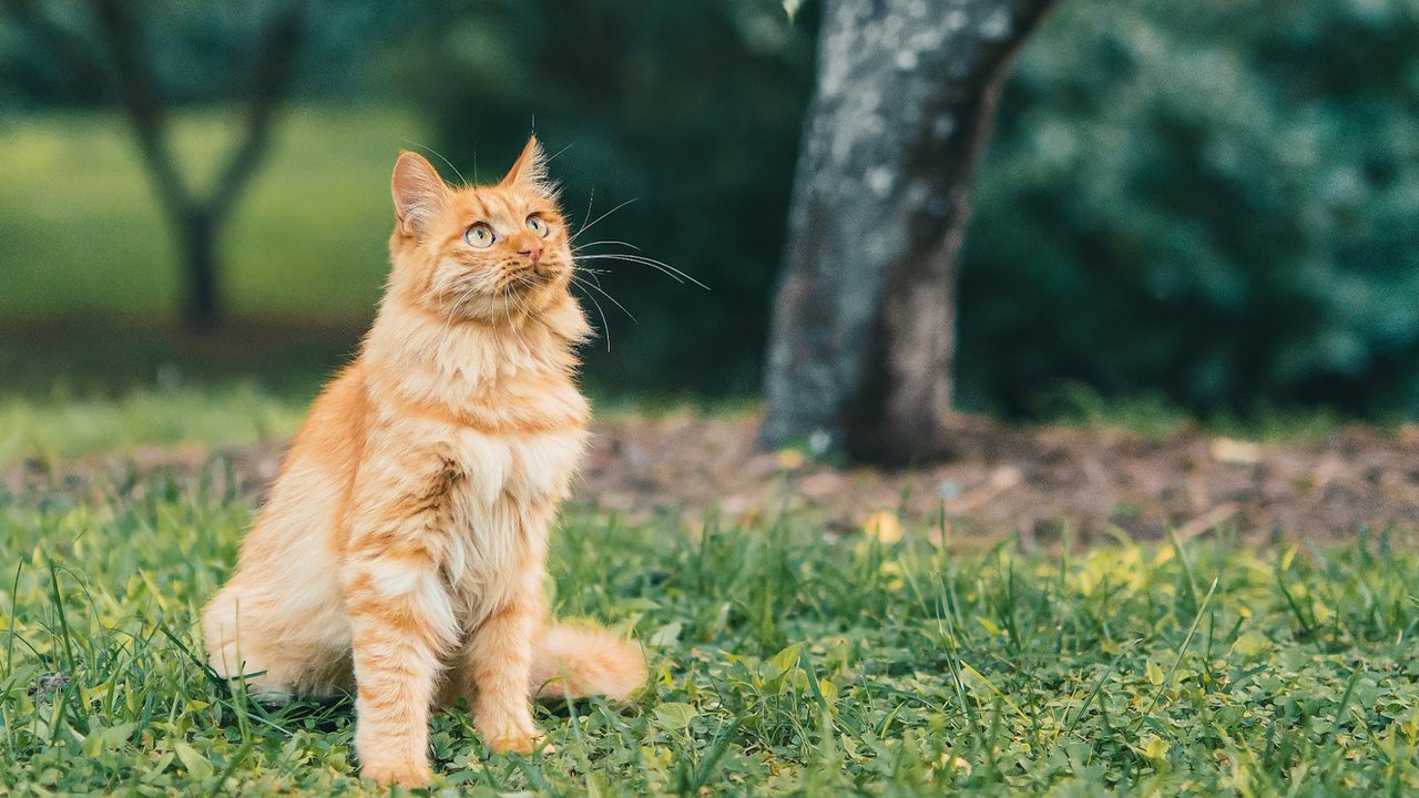 Рыжий кот сидит на траве