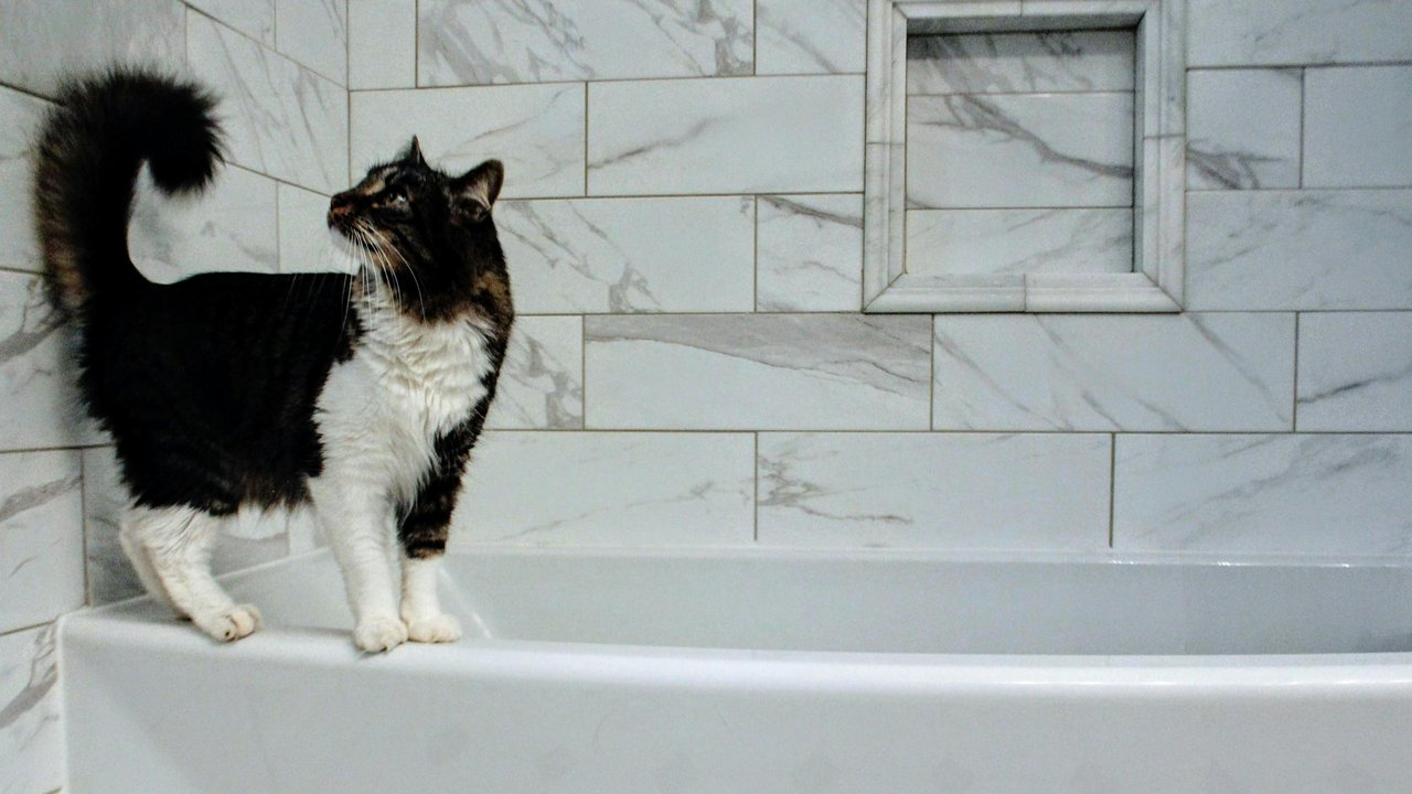 Кошка в ванной
