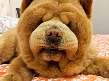 Pets.mail.ru Pets.mail.ru