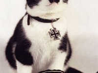 Slide image for gallery: 174 | Если ваш кот похож на Адольфа Гитлера...