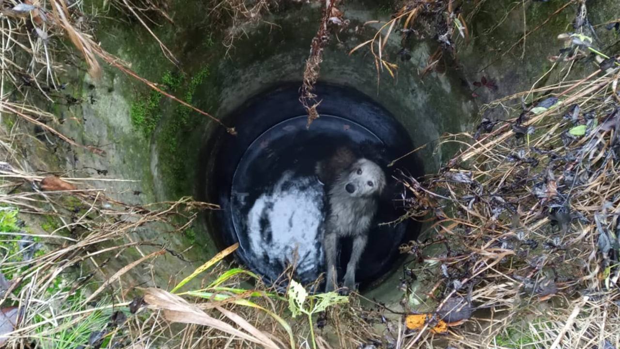 Под Тверью из колодца с водой пасли двух собак