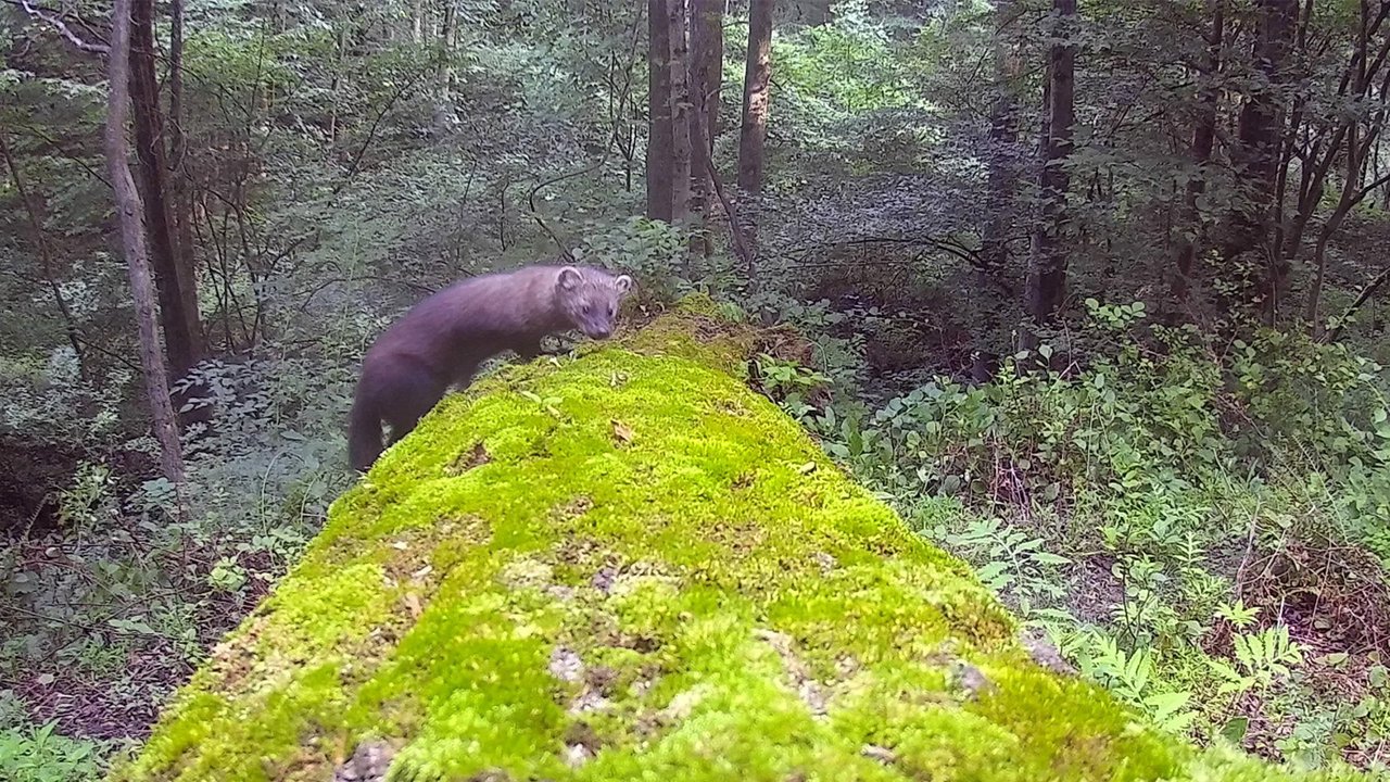 куница куница