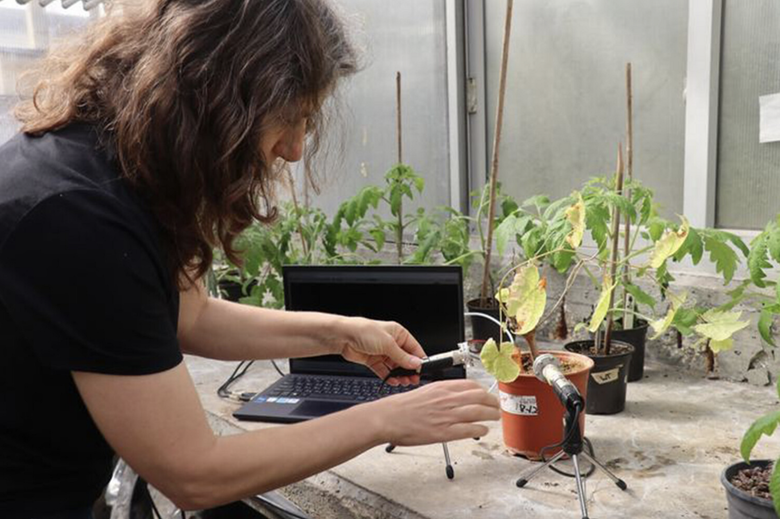 Ученый устанавливает микрофон около растения. Фото: Tel Aviv University