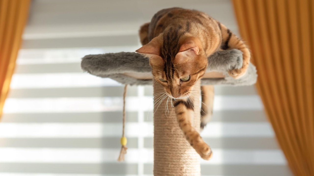 Кошка Кошка