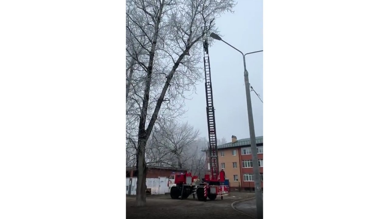 Котенок покорил самое высокое дерево в Подмосковье Котенок покорил самое высокое дерево в Подмосковье