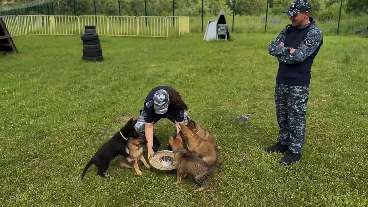 Щенята кушают Щенята кушают