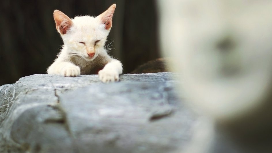 Кошка точит когти Кошка точит когти