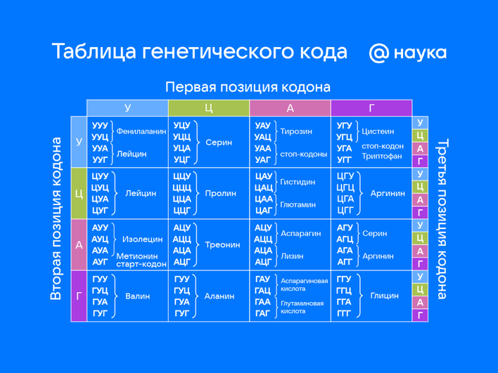 Таблица генетического кода, по которой можно определить последовательность белка по ДНК Таблица генетического кода, по которой можно определить последовательность белка по ДНК