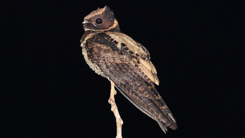 Козодои или Nightjar