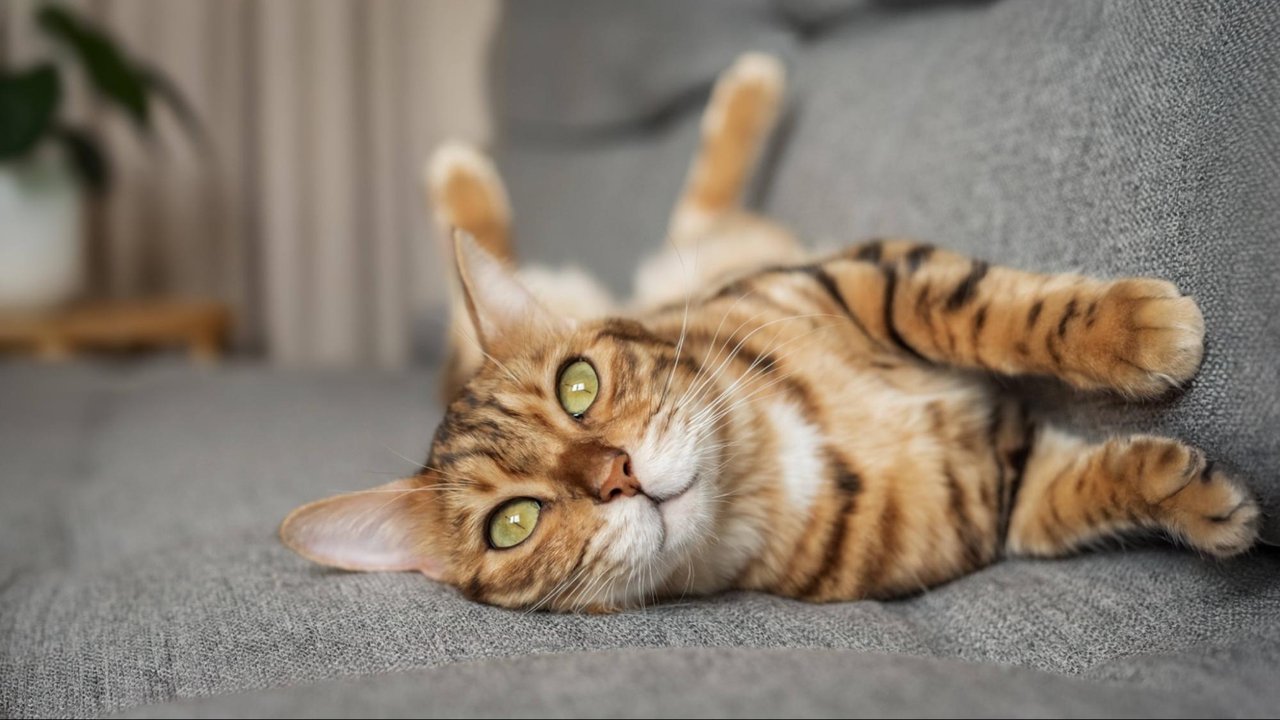 Котенок Котенок