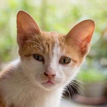 Анатолийская - описание породы кошек: характер, особенности поведения,  размер, отзывы и фото - Питомцы Mail.ru