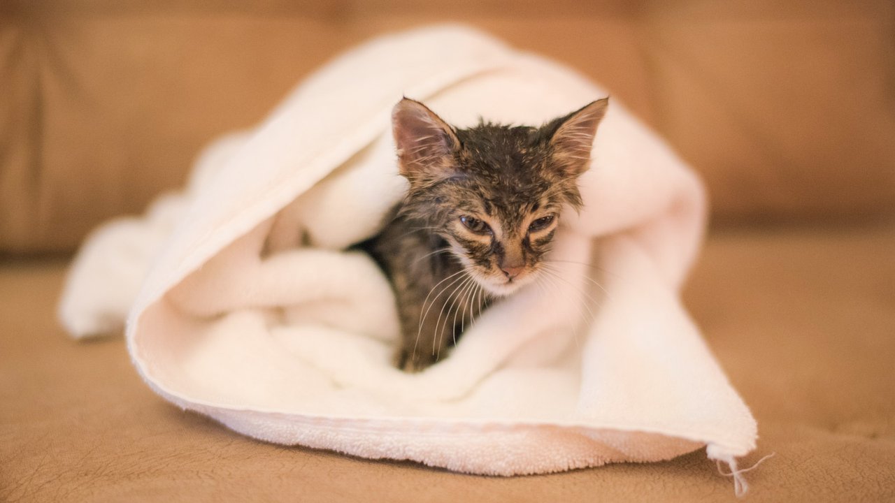 Котенок в полотенце