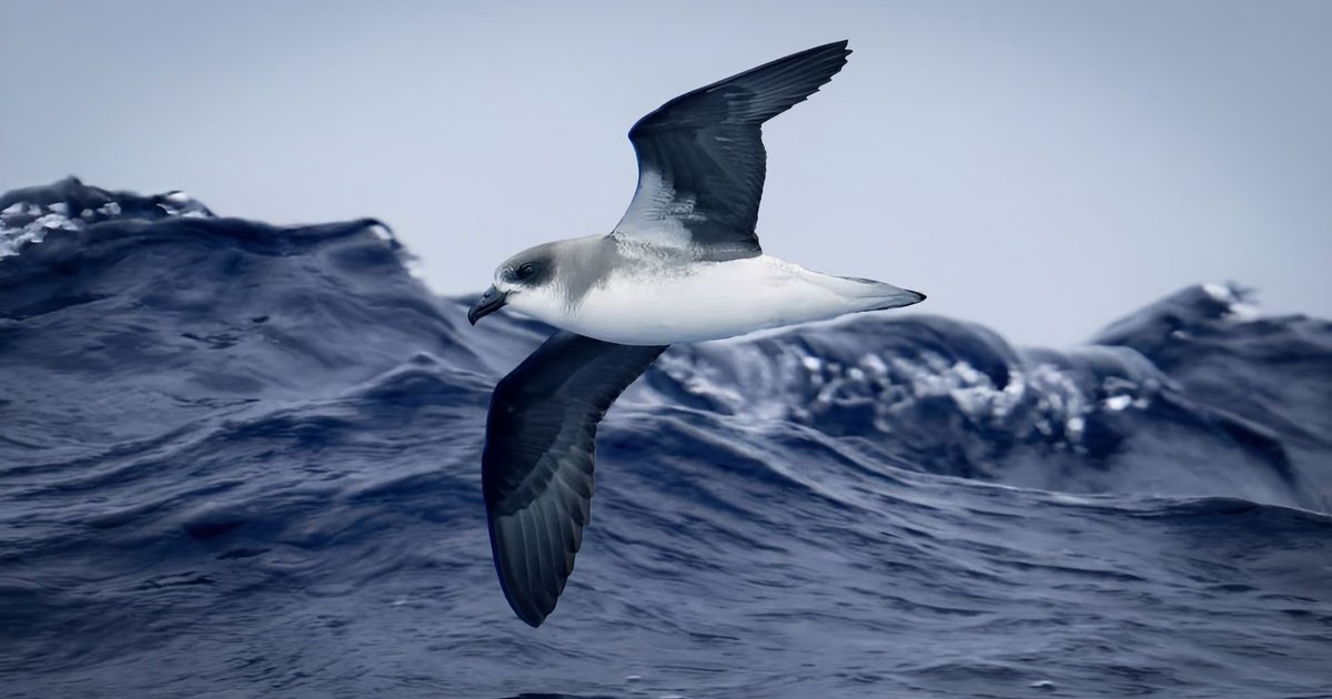Ученые выяснили, зачем морские птицы-экстремалы летят прямиком в ураган
