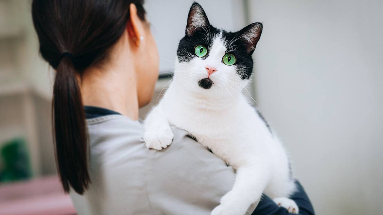 Котик Бим из фонда Подбери друга Котик Бим из фонда Подбери друга