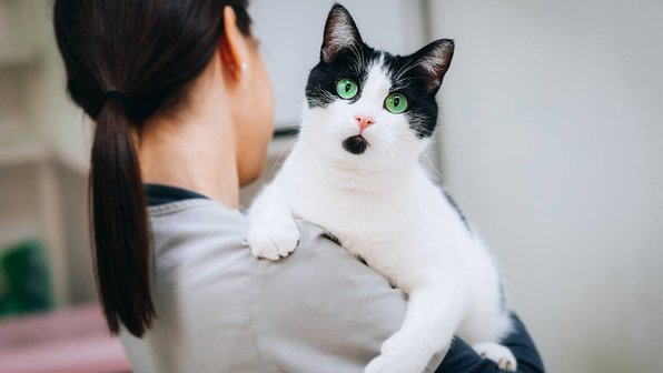 Кота в Москве вернули в приют, потому что он слишком игривый