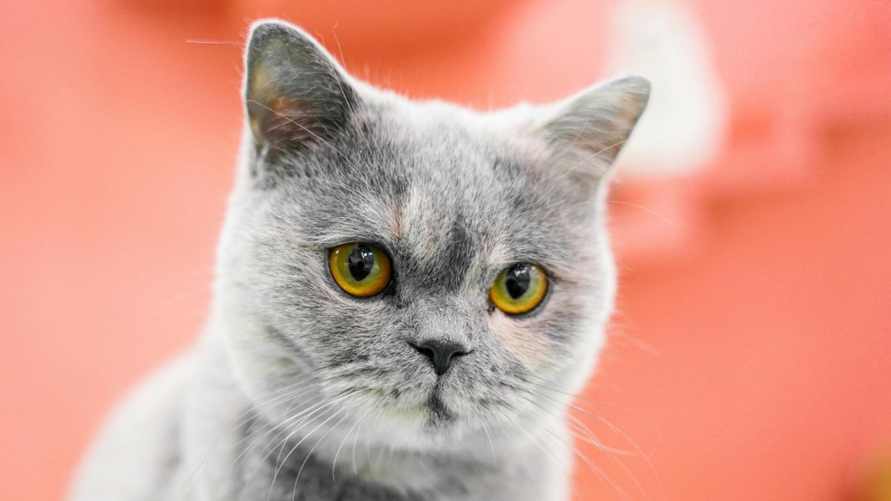 Кошка Кошка