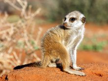 Кадр из Сурикаты: большая жизнь маленьких существ