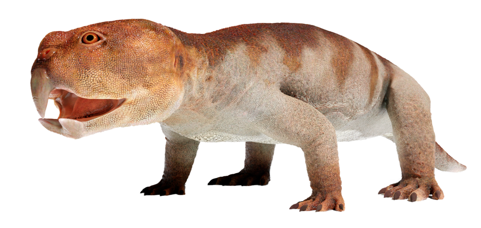 Hyperodapedon sanjuanensis, один из представителей архозавроморфов Hyperodapedon sanjuanensis, один из представителей архозавроморфов