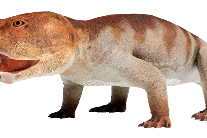 Hyperodapedon sanjuanensis, один из представителей архозавроморфов Hyperodapedon sanjuanensis, один из представителей архозавроморфов