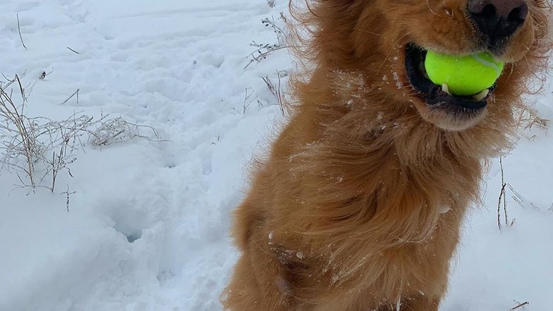 Pets.mail.ru