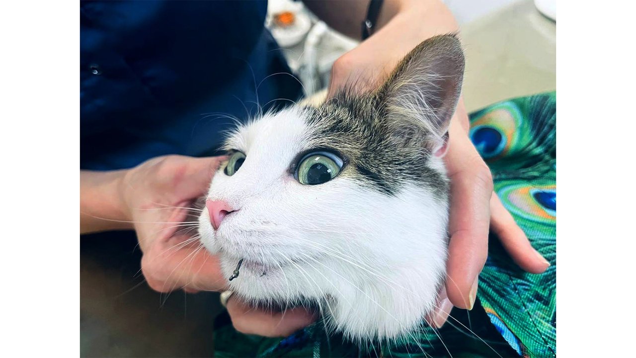 Кошка с рыболовным крючком во рту Кошка с рыболовным крючком во рту