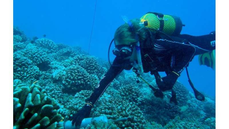 Мужчина плывет под водой Мужчина плывет под водой