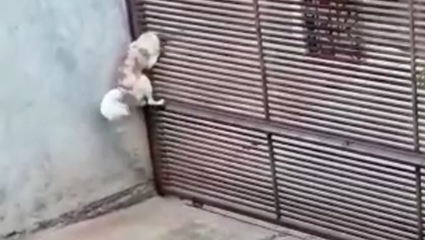 Умный пес научился сбегать из дома через закрытый забор (видео)
