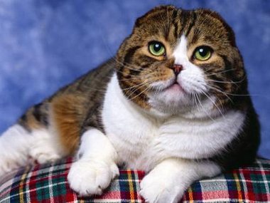 Slide image for gallery: 1744 | Самые популярные породы кошек: шотландская вислоухая (ФОТО)