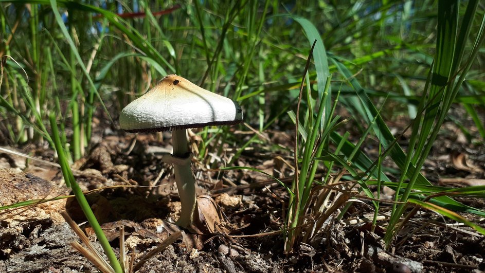 Psilocybe cubensis в природе