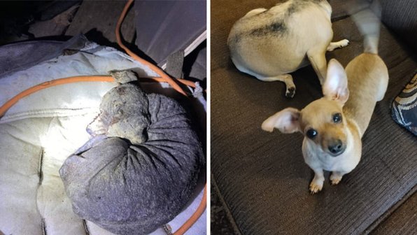 25 собак до и после того, как они нашли своих хозяев