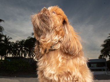 Pets.mail.ru Pets.mail.ru