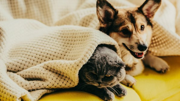 Пес снял кота с забора — и не дал ему сбежать