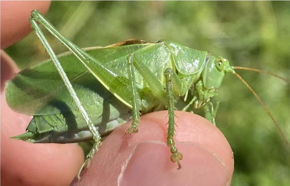 Зеленый горностаевый сверчок (T. cantans) Зеленый горностаевый сверчок (T. cantans)