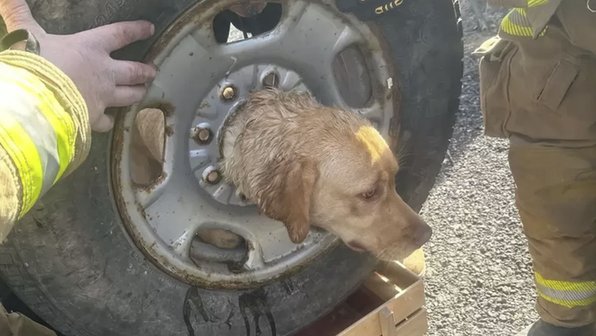 Собака застряла головой в покрышке — ее чудом спасли